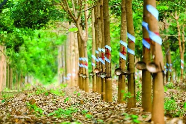 Ngành Cao Su Việt Nam: Phân Tích Chuỗi Giá Trị, Động Lực Tăng Trưởng Và Chu Kỳ Giá Thế Giới